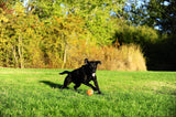 Tennis Ball Large (3 Inch) 2 Pk