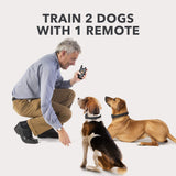 Dog Training Collar with Remote